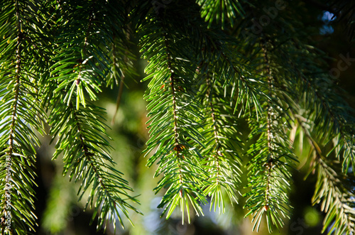 branch of a tree