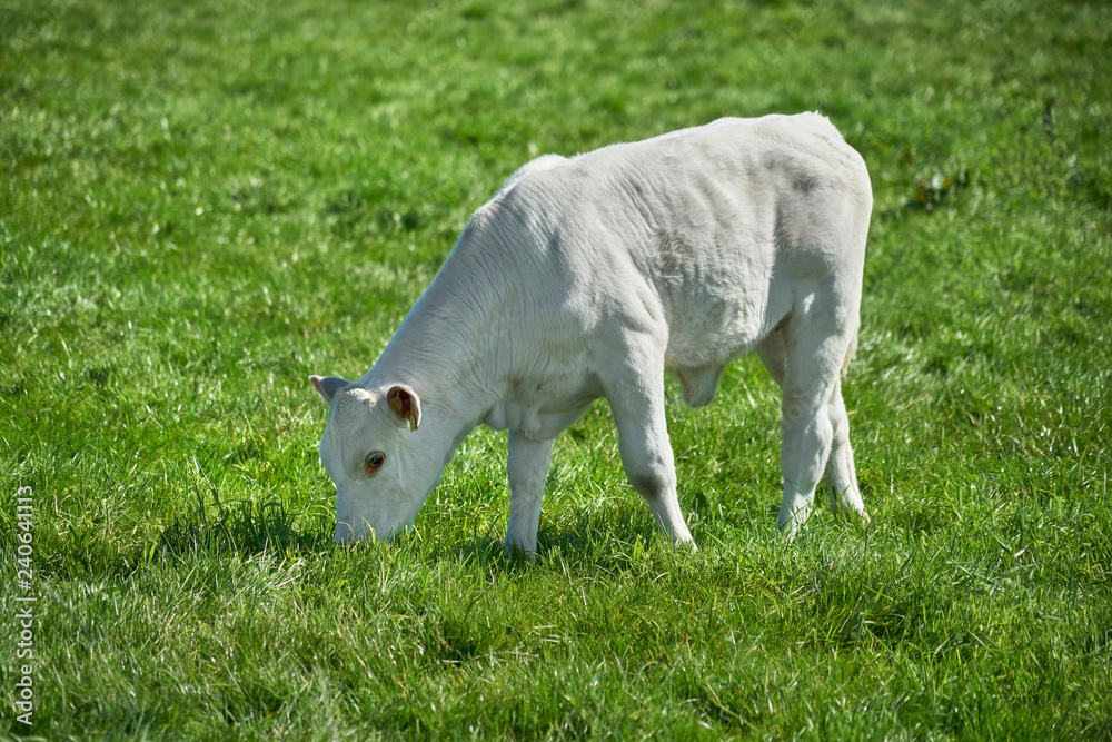 Obraz premium Kuehe_05