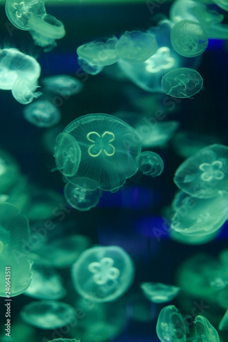 Fototapeta Naklejka Na Ścianę i Meble -  Beautiful jellyfish, medusa in the neon light with the fishes. Underwater life in ocean jellyfish. exciting and cosmic sight