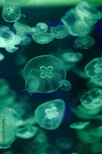Beautiful jellyfish, medusa in the neon light with the fishes. Underwater life in ocean jellyfish. exciting and cosmic sight