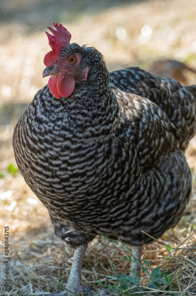 Free ranging Barred Rock hen chicken in yard