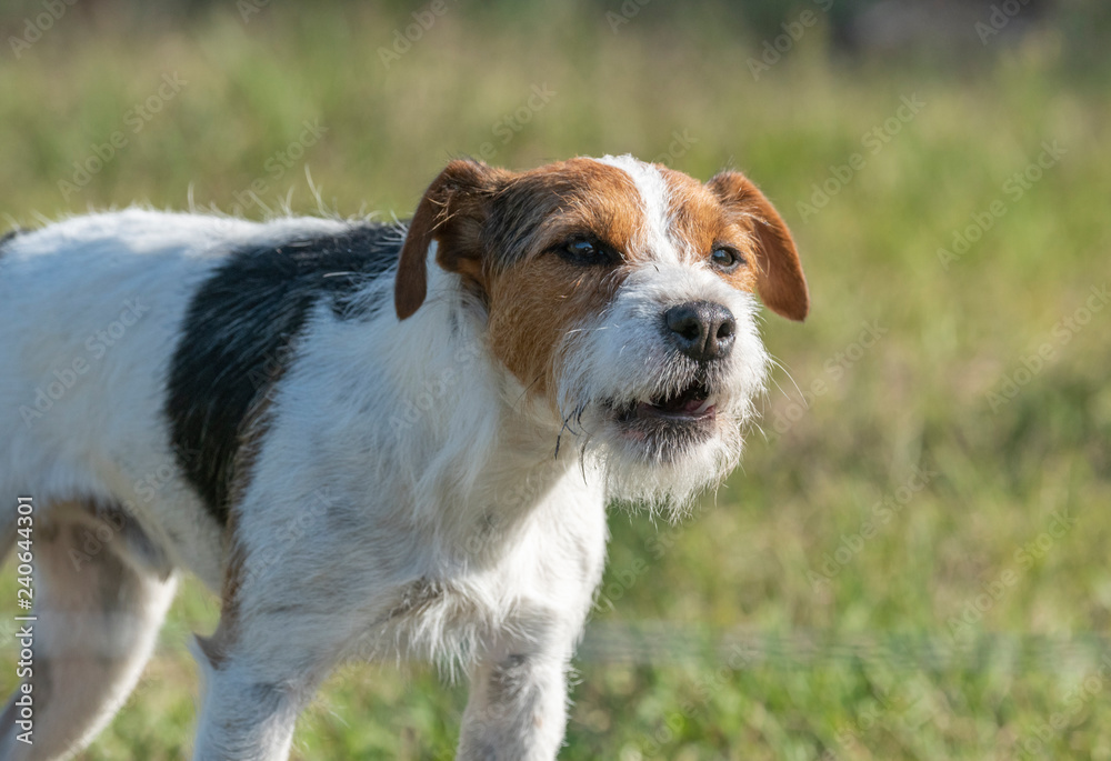 Wire hair Jack Russell Terrier dog Stock Photo | Adobe Stock