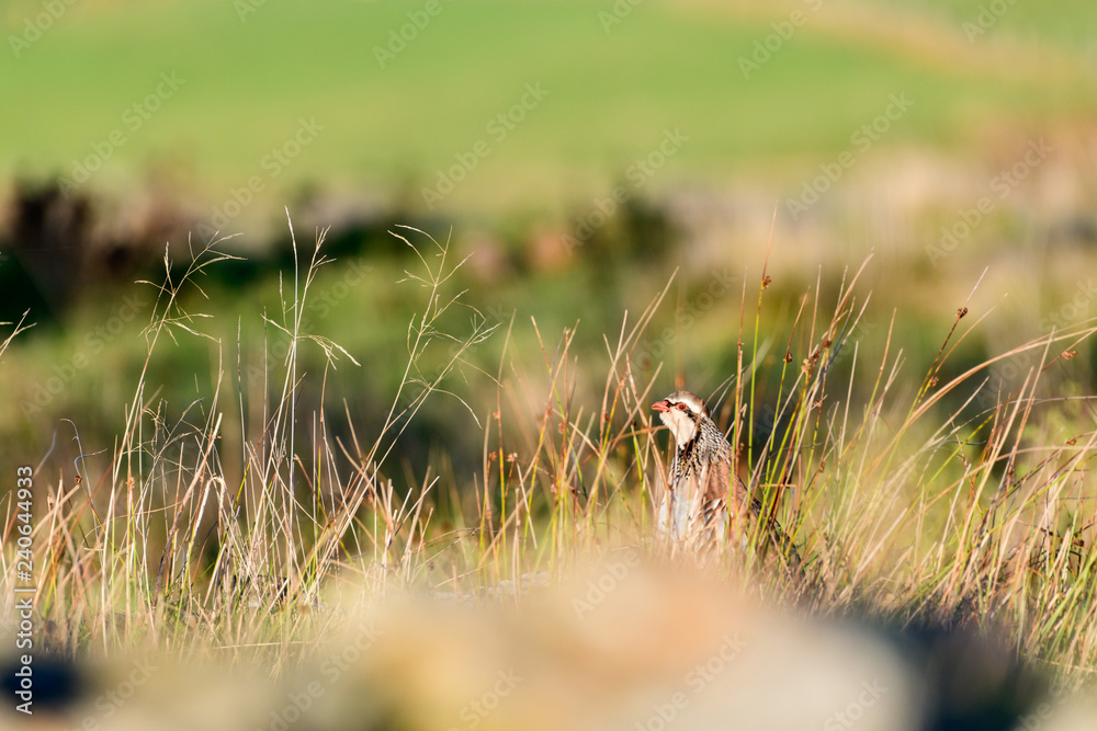 Wild Red-legged Partridge in natural habitat of reeds and grasses on moorland in Yorkshire Dales, UK Wild Red-legged Partridge in natural habitat of reeds and grasses on moorland in Yorkshire Dales, UK