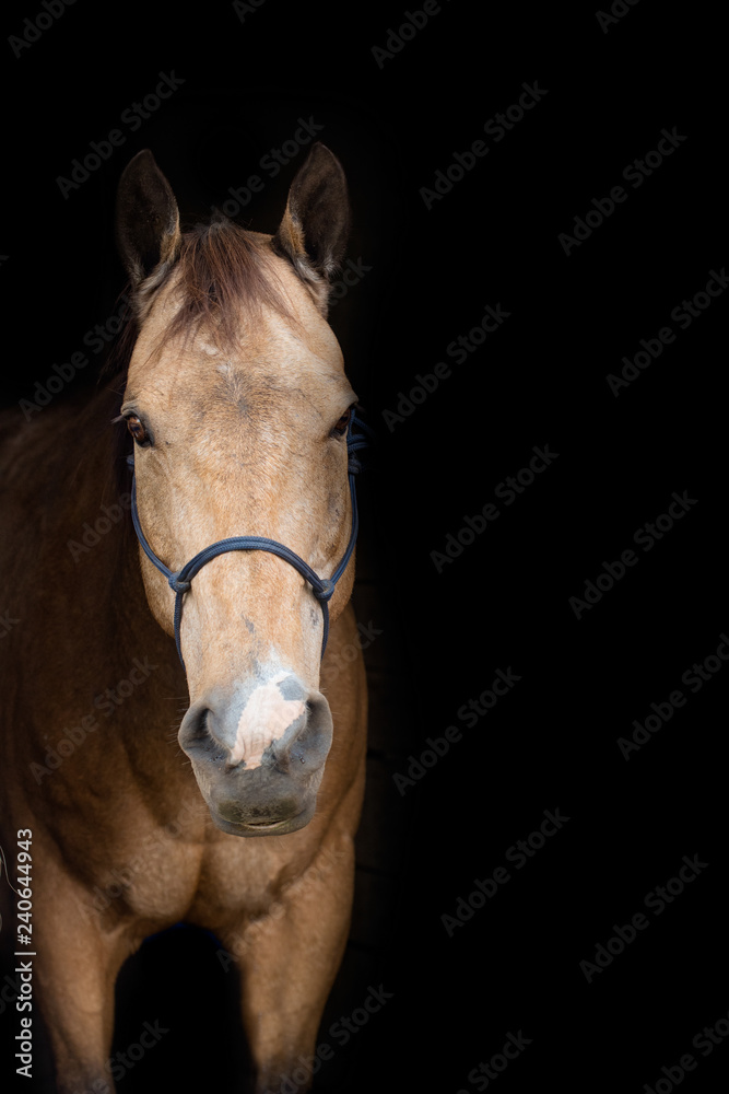Buckskin Horse Black Background