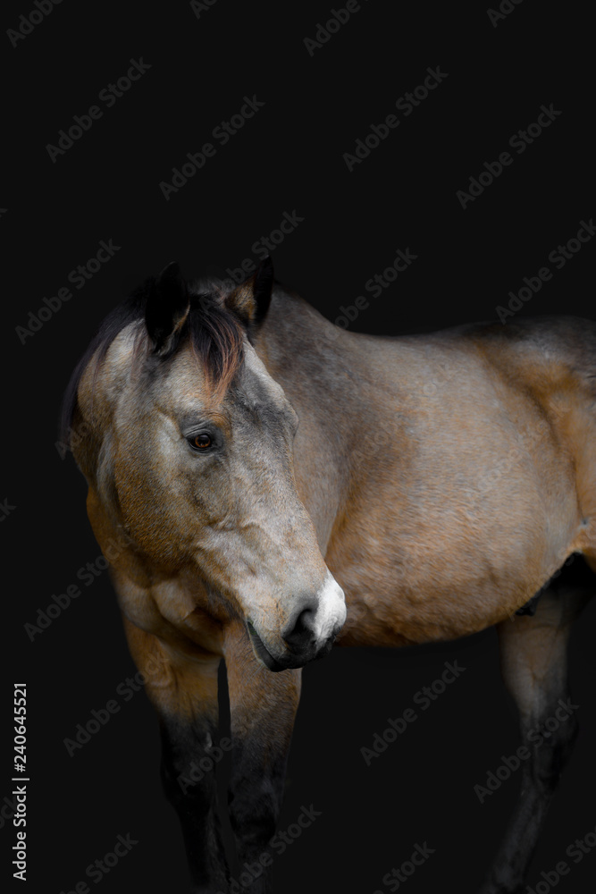 Obraz premium Horse Portrait Black Background