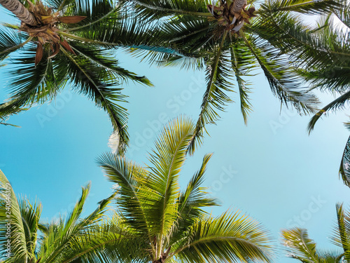 Palm trees against sky  tropical vacation