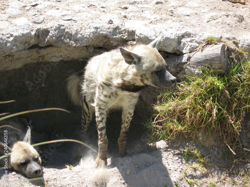 Mexico Safari photo