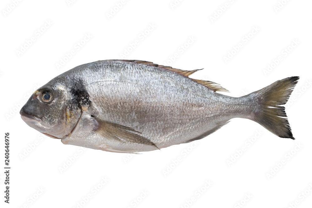 Fresh dorado fish. Top view, isolated on white. Fresh dorado fish. Top view, isolated on white.