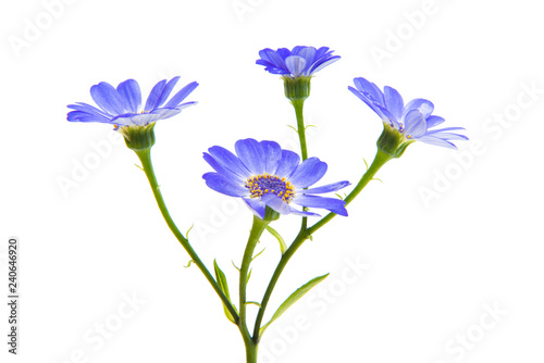 Fototapeta Naklejka Na Ścianę i Meble -  blue cineraria isolated