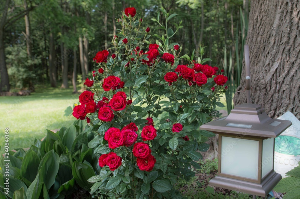 Red Mini Rose Bush in Summer