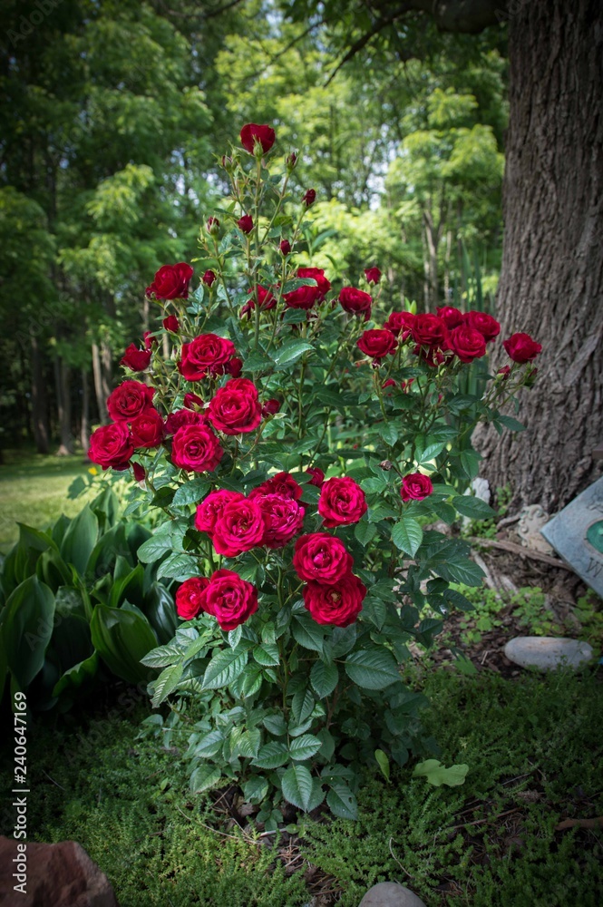Red Mini Roses in Summer