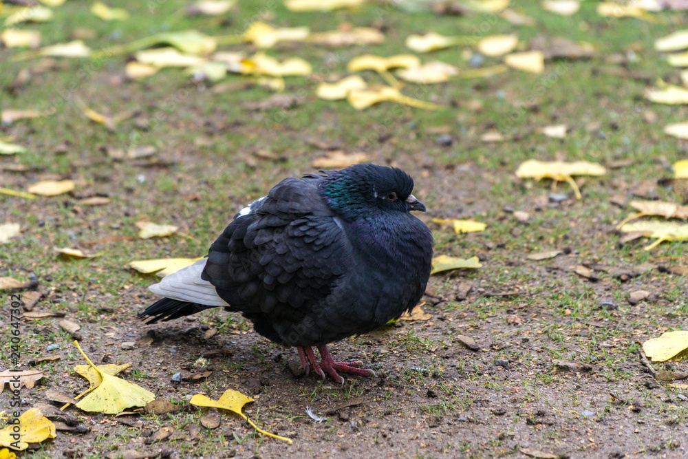 Obraz premium Pigeon on the field