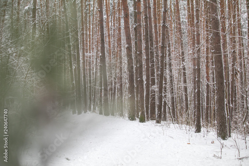 winter forest with snow on the branches. frosty air in the Park among the trees. cozy walks in winter. the snow from the edges of the trees