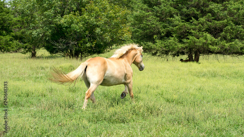 Haflinger horse running through a grassy meadow