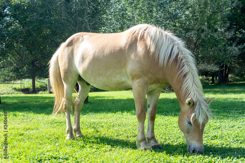 Haflinger horse grazing in grassy field Haflinger horse grazing in grassy field