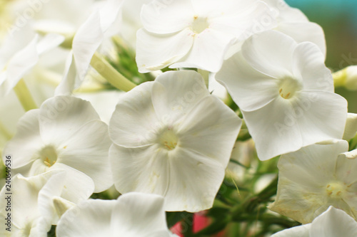 Spring flowers. Phloxes in the garden. Ornamental flower. 