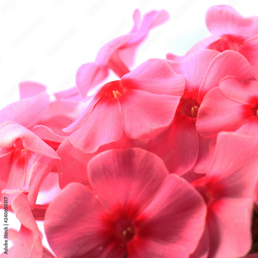 Spring flowers. Phloxes in the garden. Ornamental flower. 