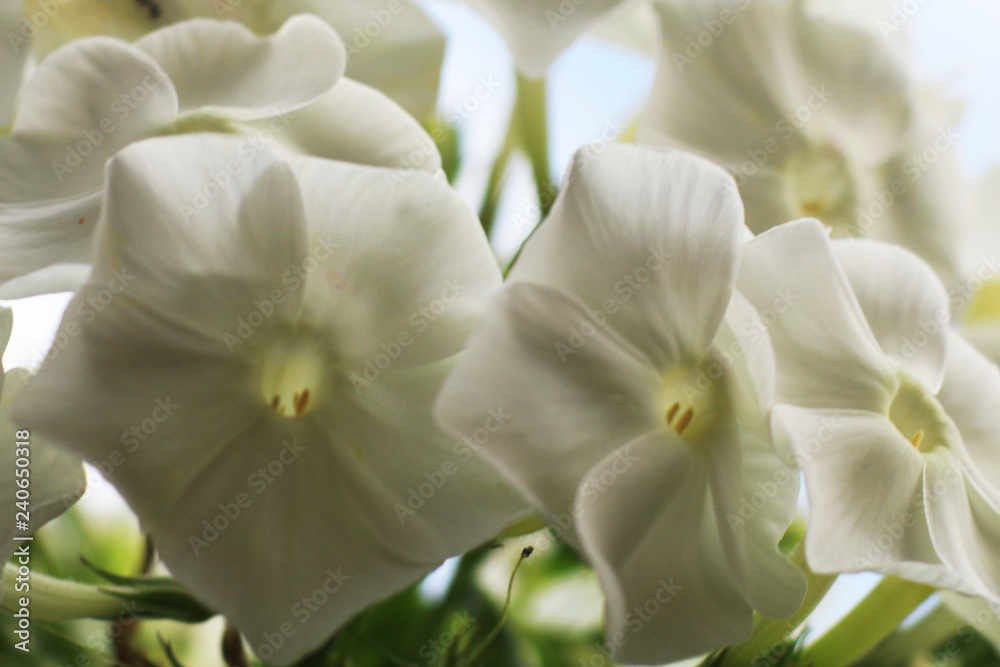 Spring flowers. Phloxes in the garden. Ornamental flower. 