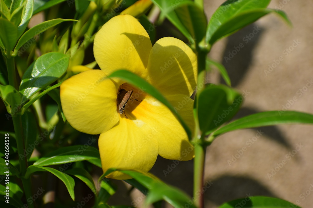 Fototapeta premium yellow flowers in the garden