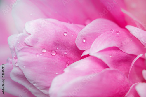 pink flower peony macro