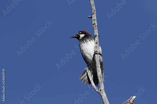 Acorn Woodpecker at Madera Canyon, Arizona