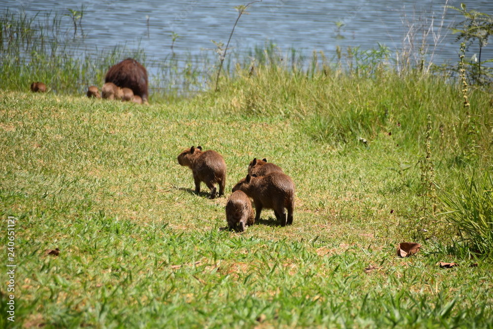 Fototapeta premium NATURE