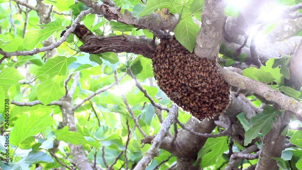 Bees nest on a tree close shot of beehive making honey Bees nest on a tree close shot of beehive making honey