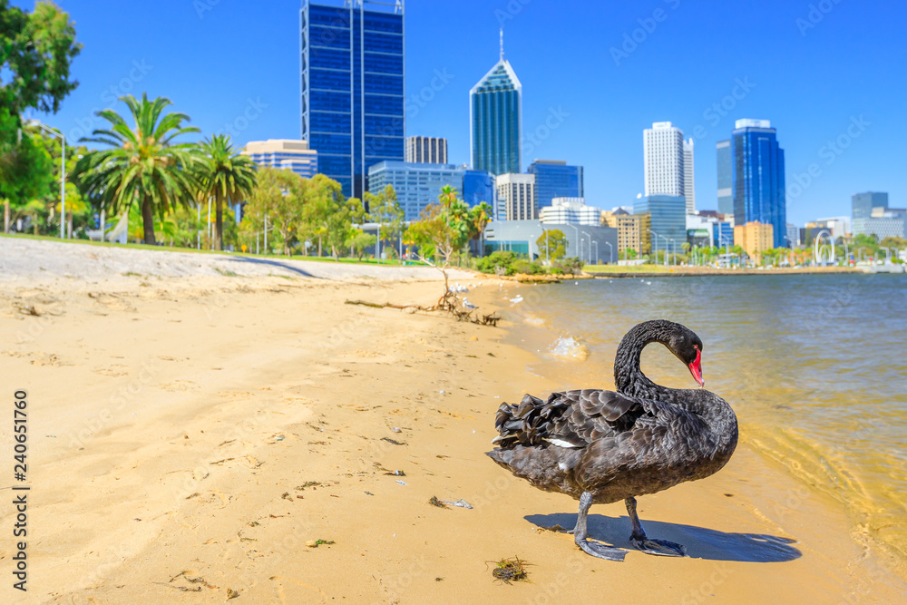 Naklejka premium Mężczyzna Black Swan na linii brzegowej rzeki Swan w Perth w Australii Zachodniej. Panoramę miasta Perth z nowoczesnymi drapaczami chmur na rozmytym tle. Słoneczny dzień, błękitne niebo. Sezon letni.