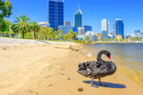 Male Black Swan on the shoreline of Swan River in Perth, Western Australia. Perth city skyline with its modern skyscrapers on blurred background. Sunny day, blue sky. Summer season.