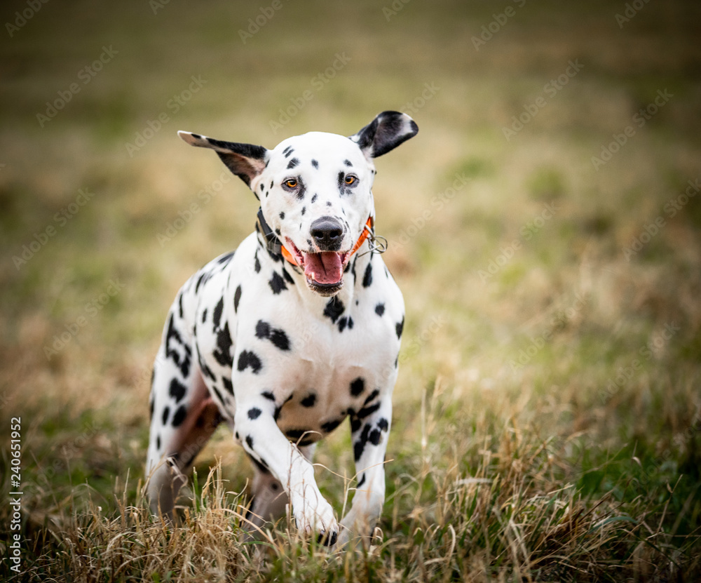 The Dalmatian 