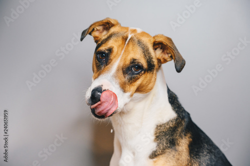 jack russell terrier isolated on white background