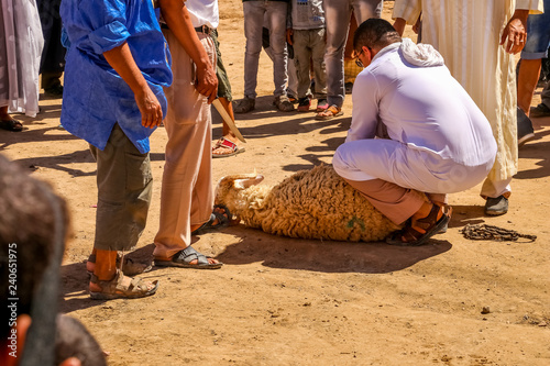 Cut a sheep for wedding ceremony, Sacrifice Feast, Merzouga, Morocco