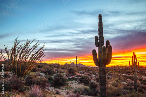 Saguaro cactus with sunset background.