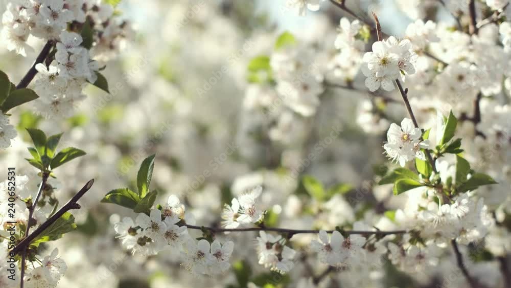 Beautiful Blooming Fruit Tree. Close-up. Beautiful Blooming Fruit Tree. Close-up.