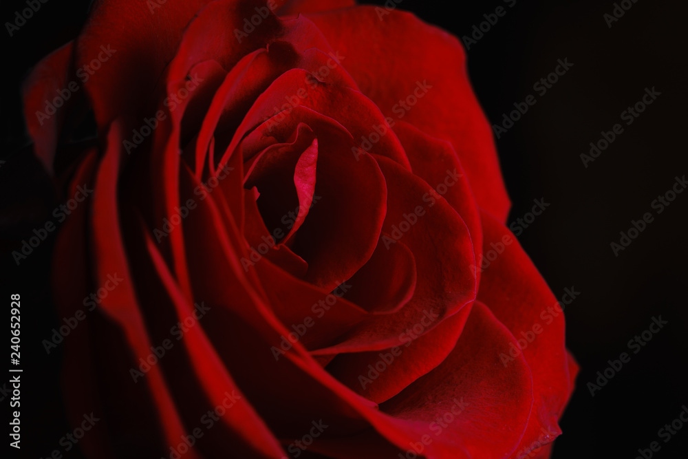 Petals of a beautiful red rose close-up. Natural, natural background.