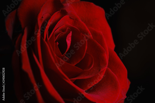 Petals of a beautiful red rose close-up. Natural  natural background.