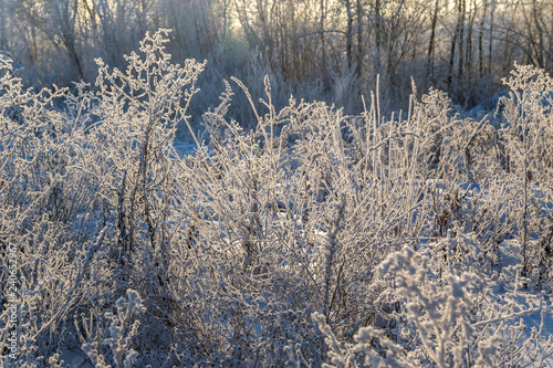 Dry plants covered with hoarfrost shining in the sun. Winter background © Olga Lipatova