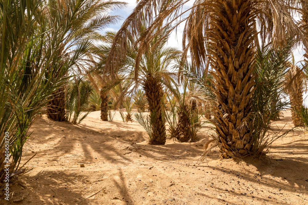Oasis in Merzouga village, Sahara desert Oasis in Merzouga village, Sahara desert