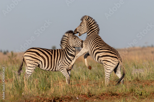 Fighting zebra