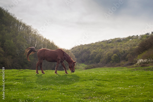 Brown horse grazes in a meadow in the summer. Horse grazing in pasture enjoying the summer sunrise.