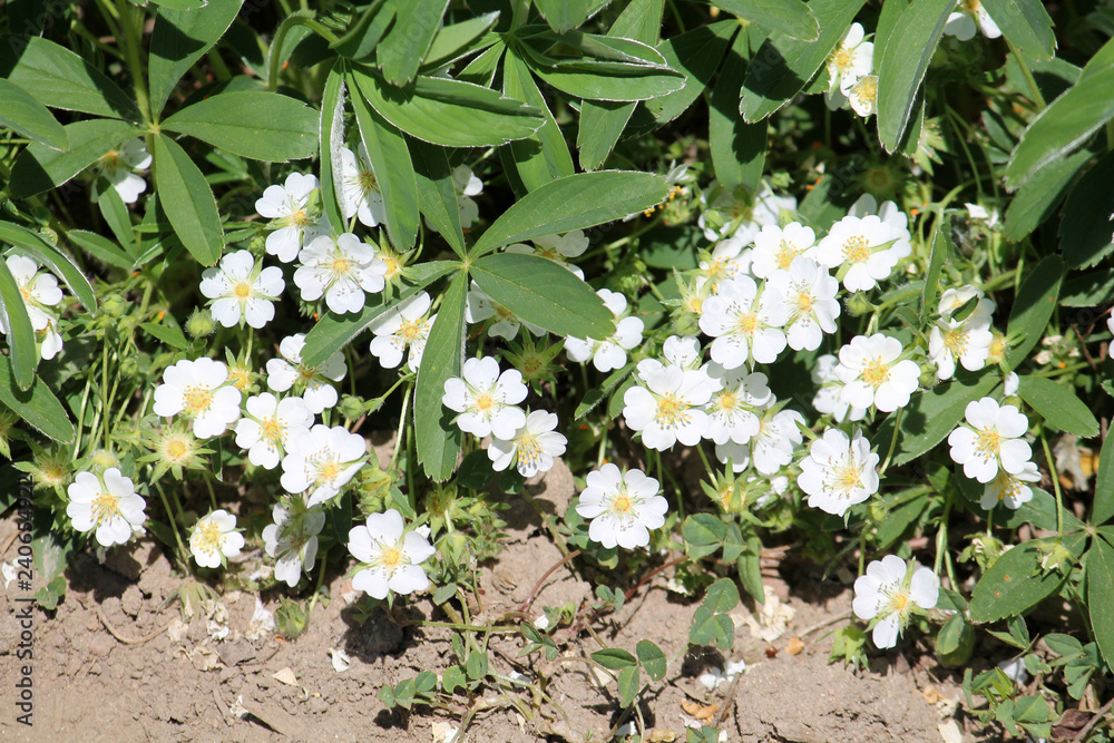 Flowers of Potentilla alba or White Cinquefoil in garden Flowers of Potentilla alba or White Cinquefoil in garden