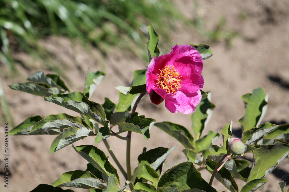 Pink flower of Paeonia officinalis or Common peony in garden Pink flower of Paeonia officinalis or Common peony in garden
