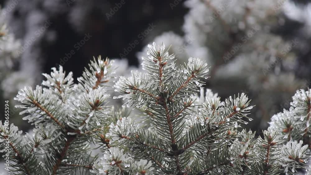 The branches of blue spruce or pine. Needles are covered with frost and water droplets. Christmas background. Selective focus, close-up. The branches of blue spruce or pine. Needles are covered with frost and water droplets. Christmas background. Selective focus, close-up.