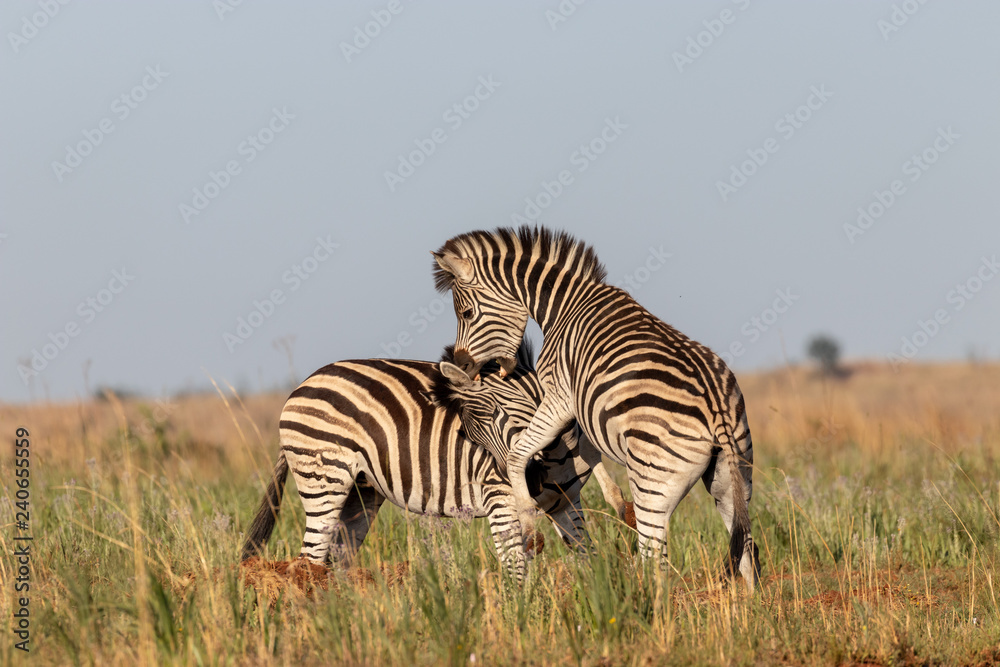 Obraz premium Zebras fighting