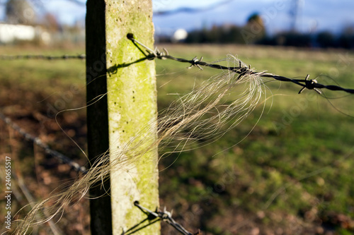 Bild auf Leinwand Horse hair caught in barbed wire