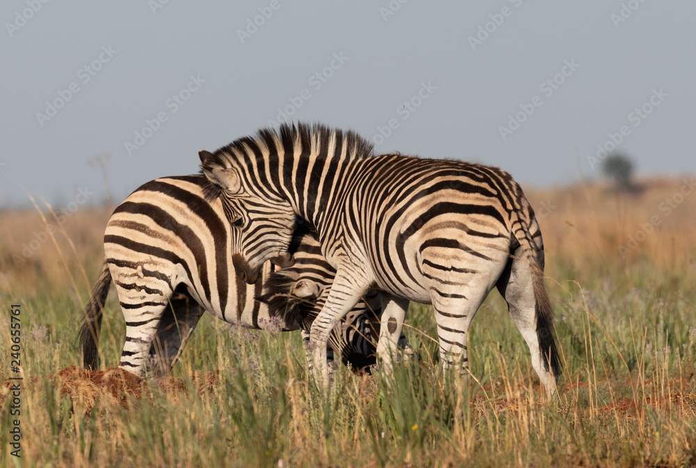 Obraz premium Play fighting zebra