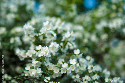 Jasmine blooms in the garden in sunny day. fragrant white jasmine blooms on bush in summer.
