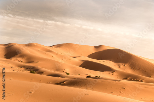 Dunes Erg Chebbi desert  Sahara  Merzouga