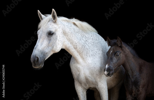 Fototapeta Naklejka Na Ścianę i Meble -  Portrait of a purebred Arabian mare with a foal. 