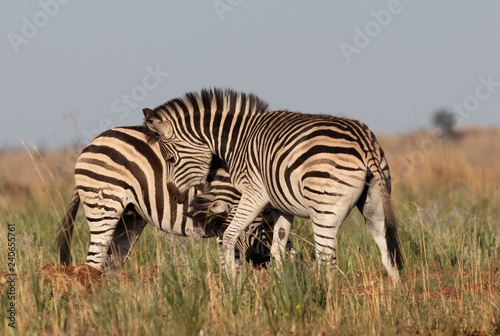 Play fighting zebra
